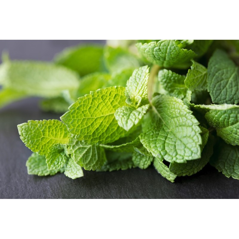 Pipe Mint